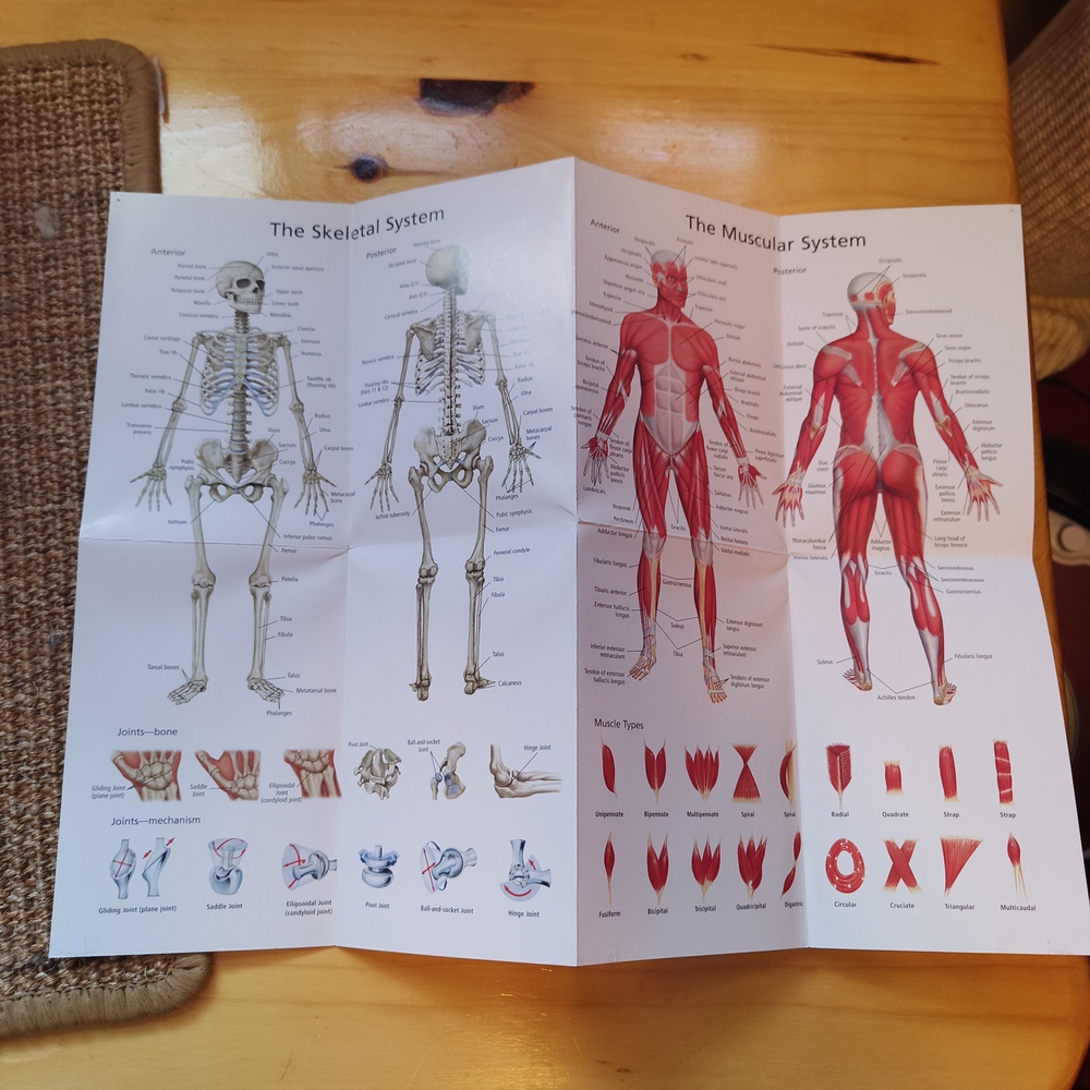 Barron's Anatomy Flash Cards 2nd Edition - Picture 3 of 5